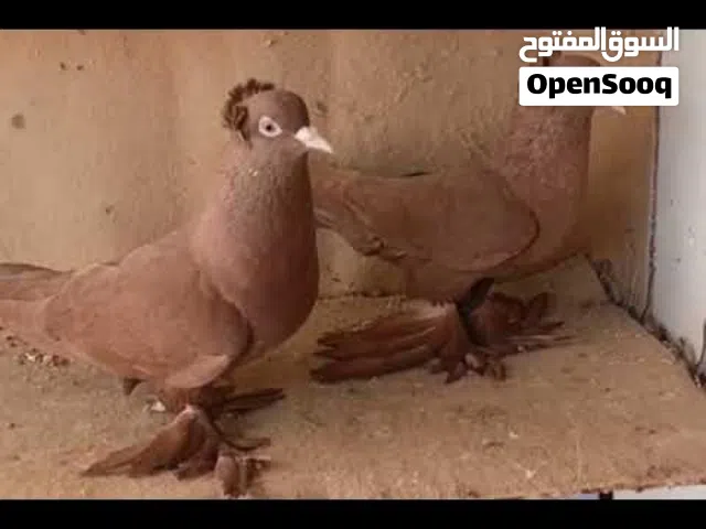 السلام عليكم شباب مطلوب حمام رواعب تكوك فحله نثايه او زوج عادي بسعر مناسب جزاكم الله خير