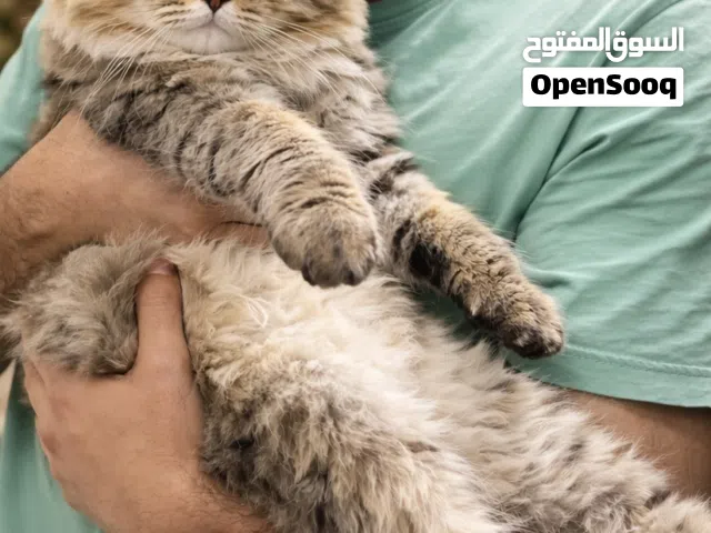 قط للبيع شيرازي تايغر بيور جاهز للتزاوج مع كامل اغراضه