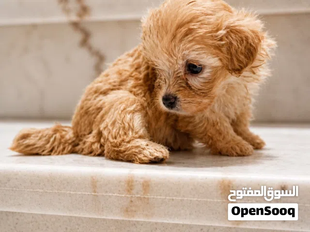 مالتي بو maltipoo puppies 1 month old