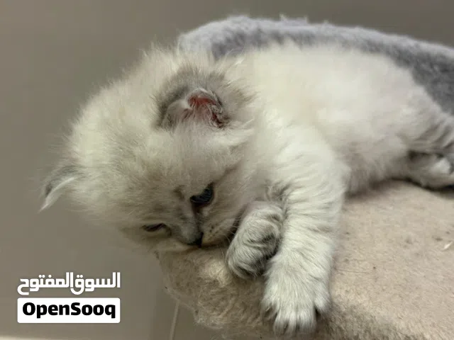 قطط للبيع هملايا