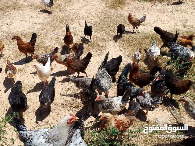 دجااج بلدي