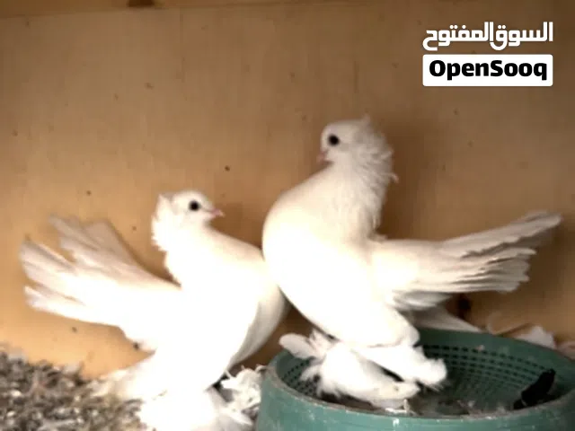 Omski Tumbler pigeon