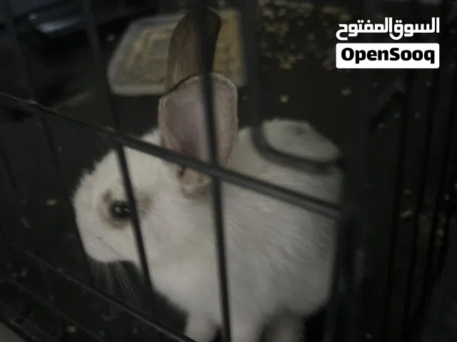 أرنب عندي ثنين ذكر و أنثى (بدون القفص)