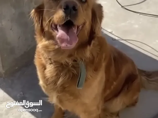 كلابه للبيع جولدن