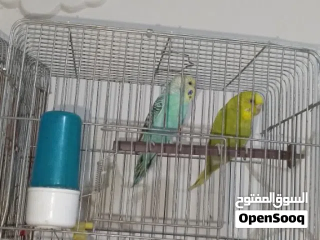 جوز عصفير حب شعالات