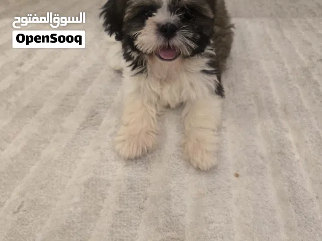 إعلان بيع كلب صغير شي تزو (Shih Tzu)