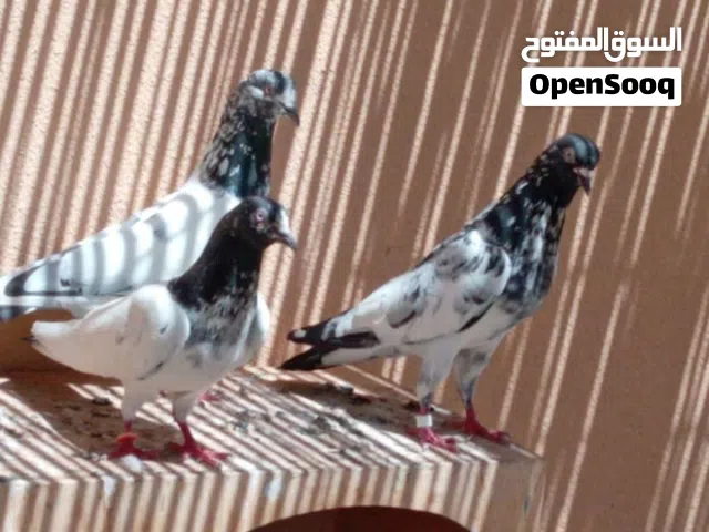 حمام باكستاني طيار البيع