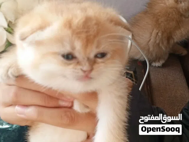كتن للبيع  مع انثى منتجة