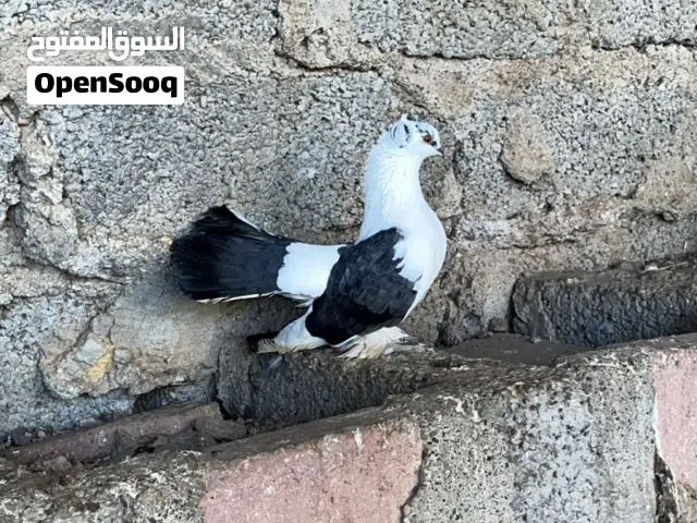 للبيع كرنجو بسعر اقل من سعر السوق