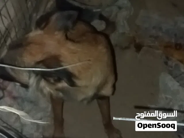للبيع كلبه سلق شوف الوصف