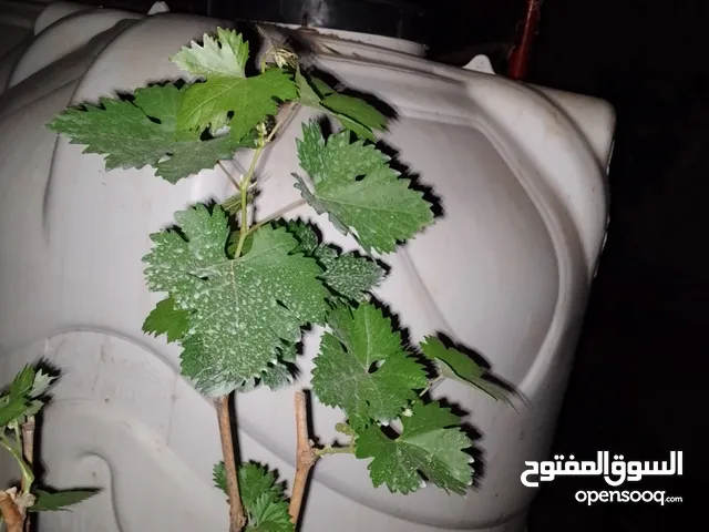 "دوالي عنب بدينار – شتلات جاهزة للزراعة