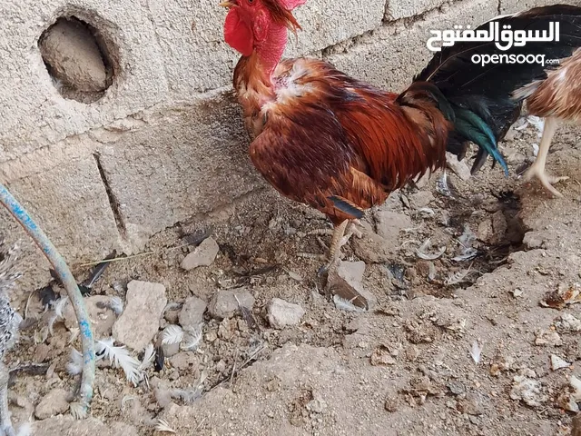 ديك ابو ركيبة ودجاج هندي