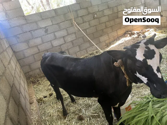 للبيع عجلة عمانية