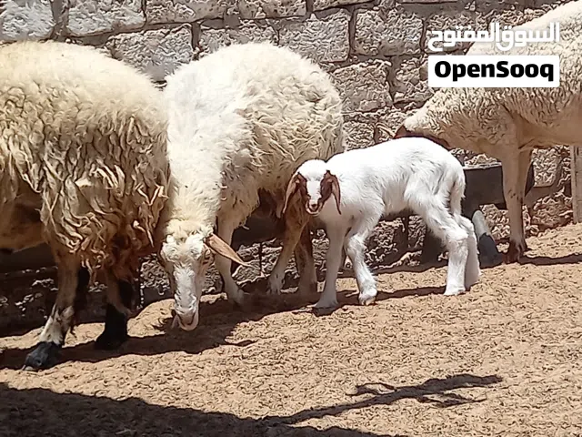 فطيمة ناكوع