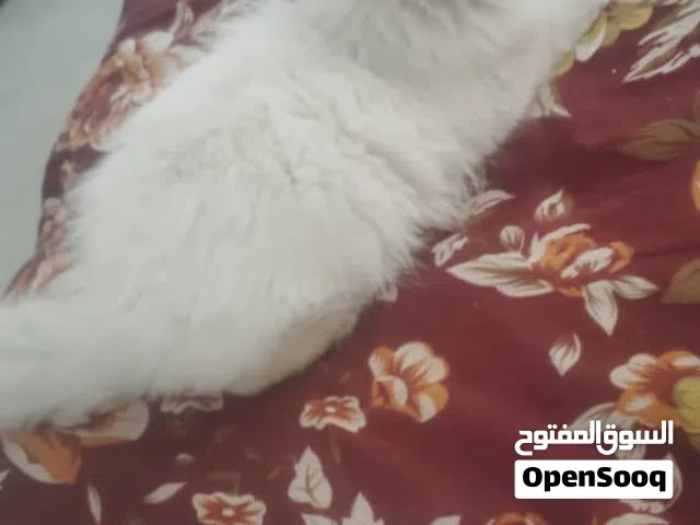 ذكر انثي لي تبني  يعني مجان بشروط تكون بنت