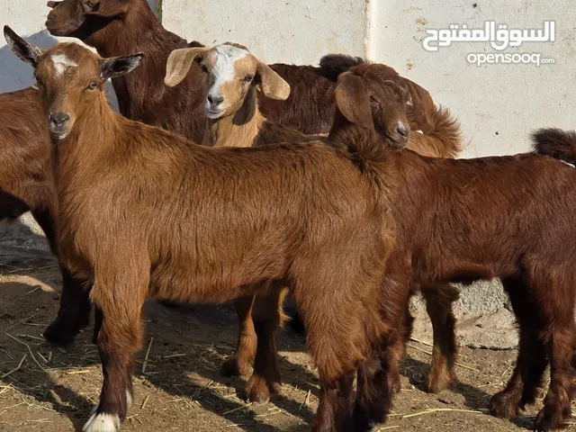 جدايا وسخلات كبار وسمان وزاهبات ما شاء الله عليهن السعر 48 ف الرأس بالجمله وتنقي ع حسب الاختيار