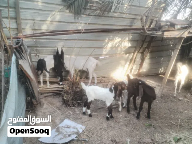 صخول لبيع