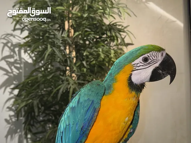 مكاو بلو اند قولد اليف جداً مثل الحمامة macaw