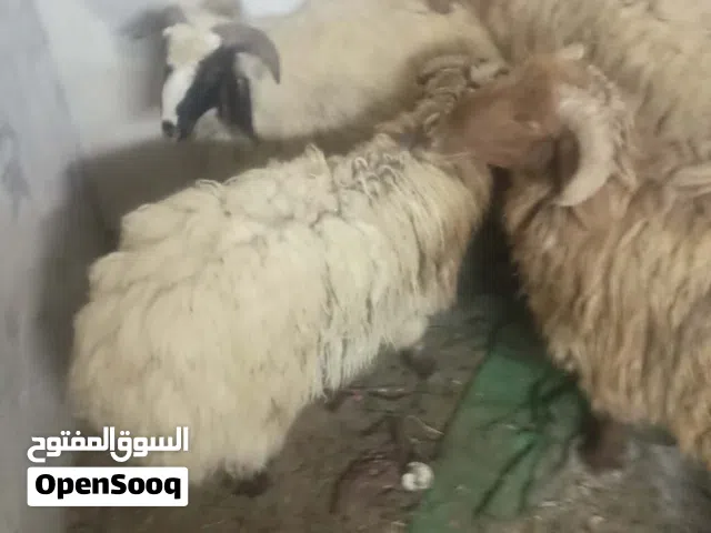 خاروفن 2 اخر اشي حرق