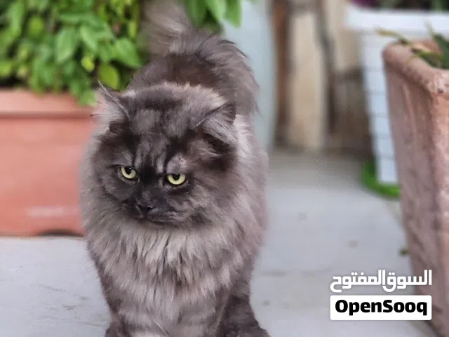 للبيع قطط شيرازيه ذكر و انثى
