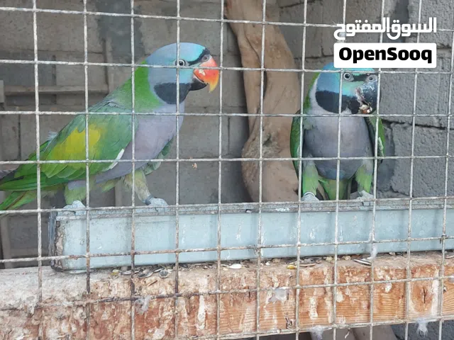 كوبيا ببغاء دربيان