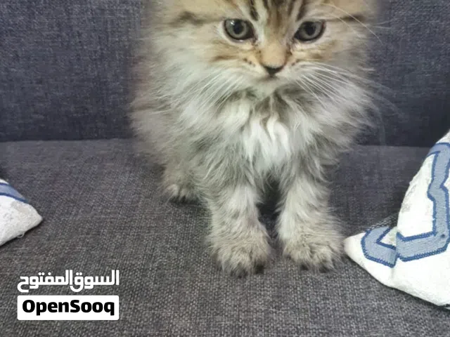 Persian tabby kittens 50days old for Sale