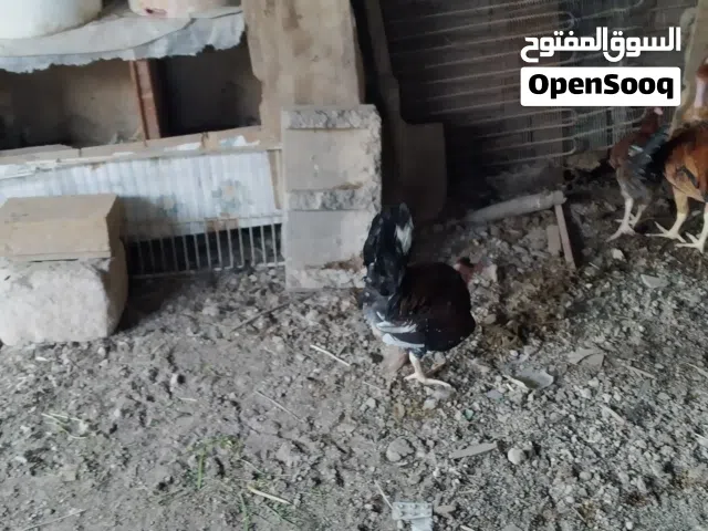 لبيع 5 ديوكه عرب سعر 35 بيهن مجال