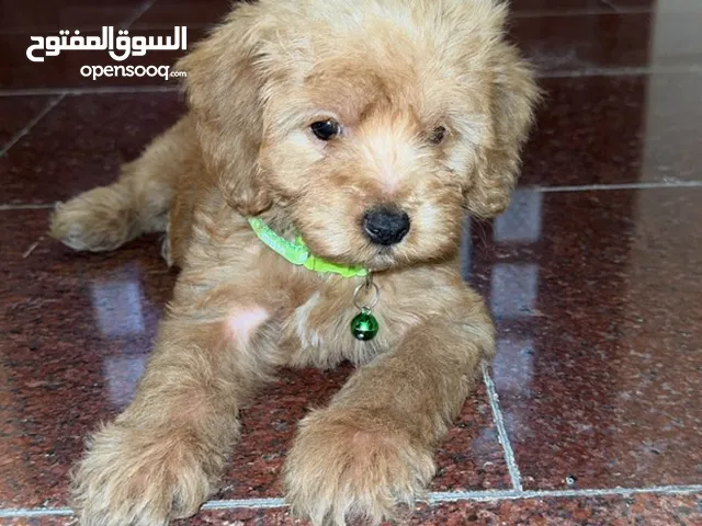 كلب كوكر بوو اليف جداً العمر 4 شهور مع الجواز و جميع التطعيمات