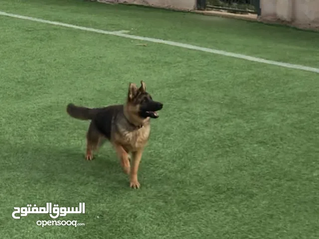 بارجي أنثى