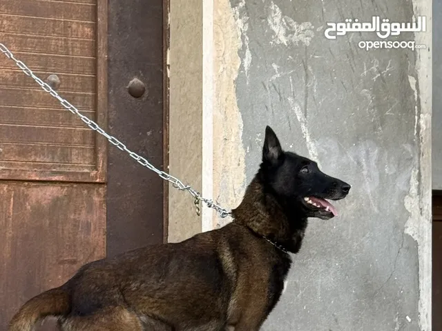 انتي مالينوا للبيع العمر 4 سنين