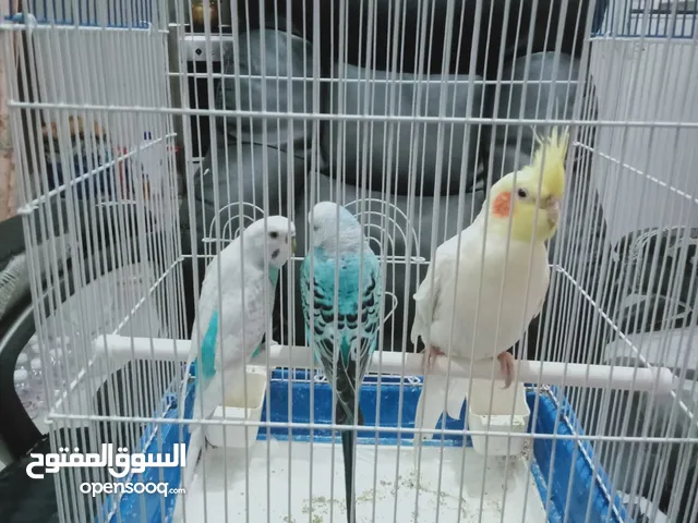 إعلان لصديق سعرهم 20 دينار