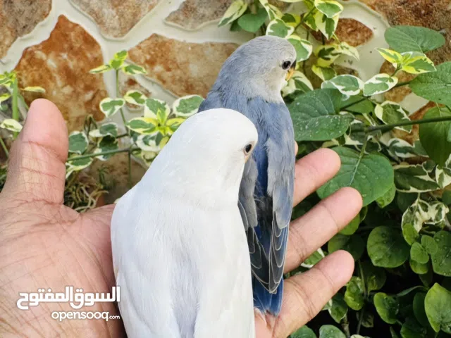 Roze hand tamed chick albino blue very good active birds