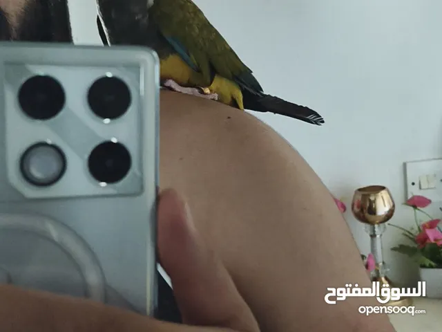 ببغاء بتاغونيا من النوادر اليف جدا جدا ما بعض نهائيا بطلع على الايد والكتف وهدد داخل البيت ومتحدث