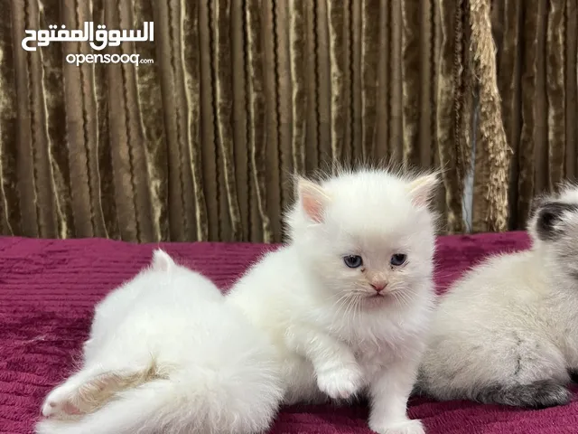 السلام عليكم قطط للبيع صغار خوات