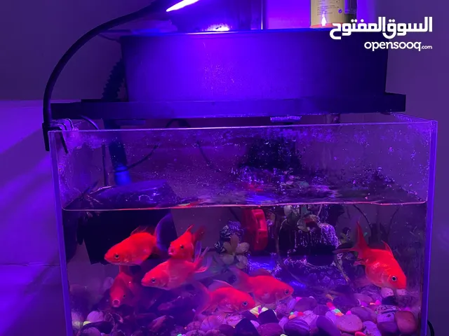 Fish tank in good condition