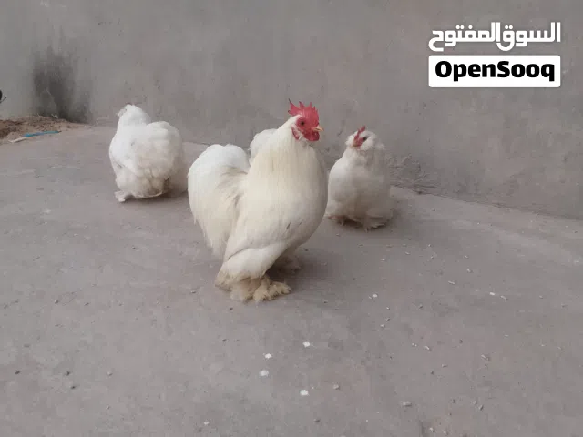 تلات دجاجات وغروج