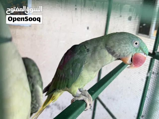 للبيع دره نيبالي