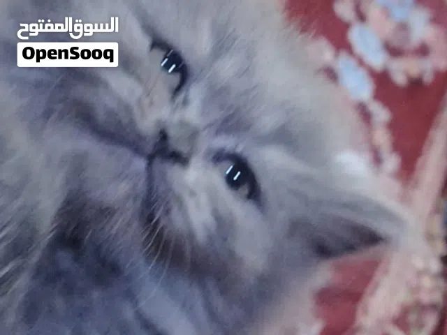 قطه أنثى بلدوزر محد يواجهه حتى امه ماتكدر عليه نشطه لعوبه ذكيه متعلمه على لتر بوكس