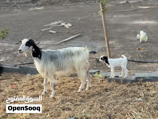 للبي للبيع شاه تحتها صخله