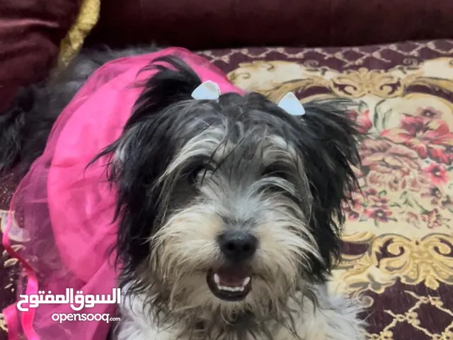 جراء تيرير العمر 3 شهور