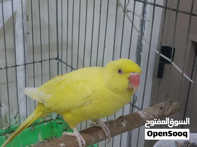 طير درة نثية بصحة جيدة جاهزة للتزاوج اليفة