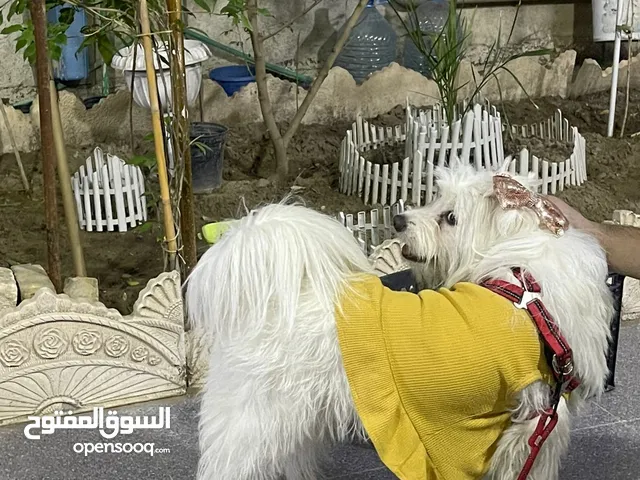 تيري العمر سنه كامله القاحات مع دفتر. وبصحه جيده