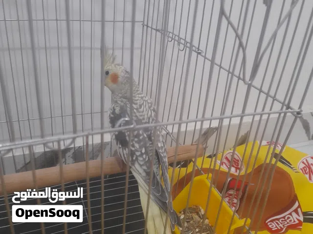 انتي كوكتيل ازابيل