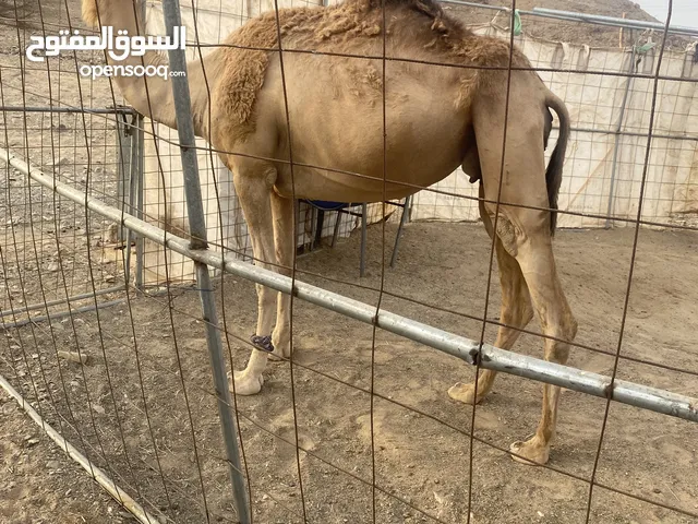 ناقه مدني تلقي 16/10