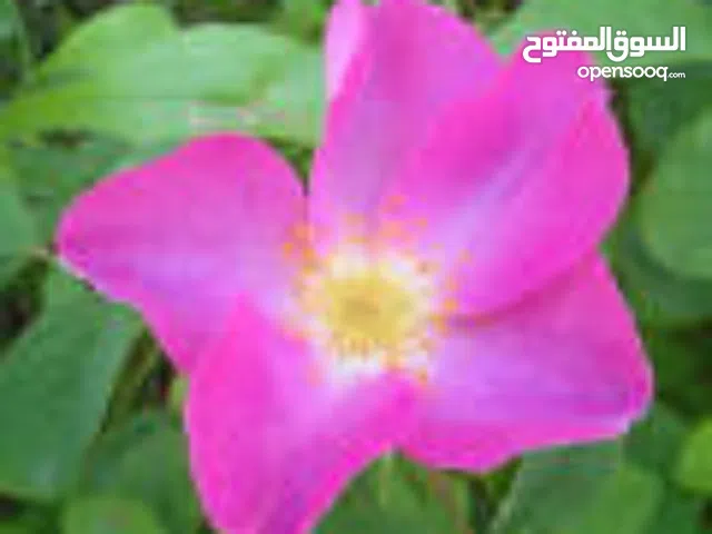 كامله احمد عوض حسن