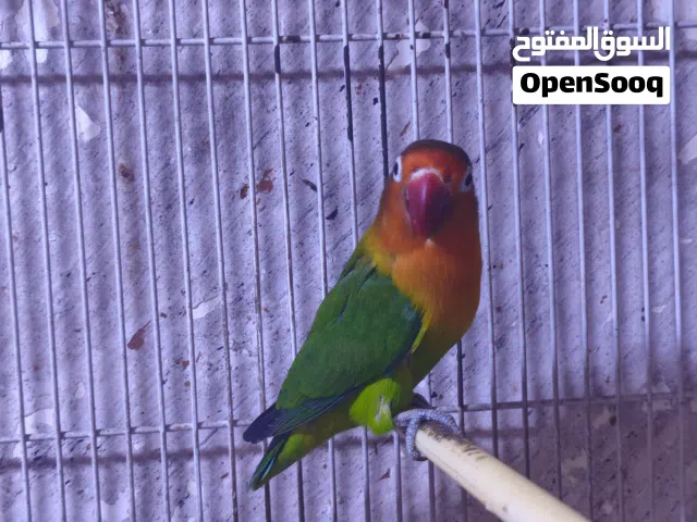 طيور ومبيضات هنه وبيضهن السعر 75 الف