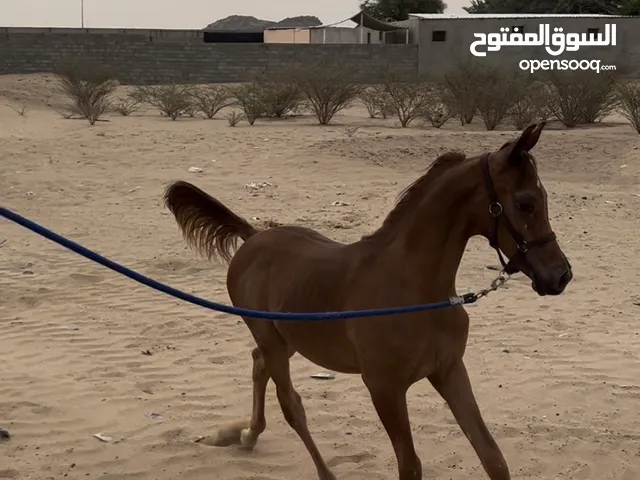 مهر واهو مصري بيور حفيد ابطال