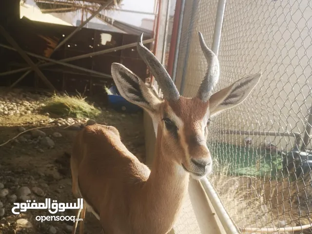 للبيع غزال الدماني