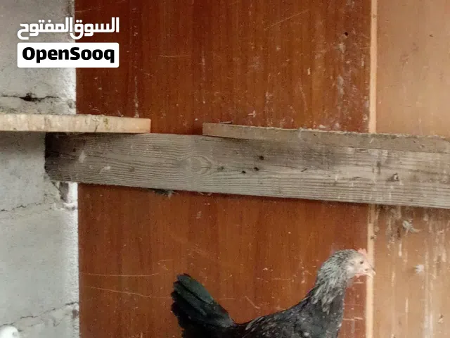 دجاج اللبيع الوصف