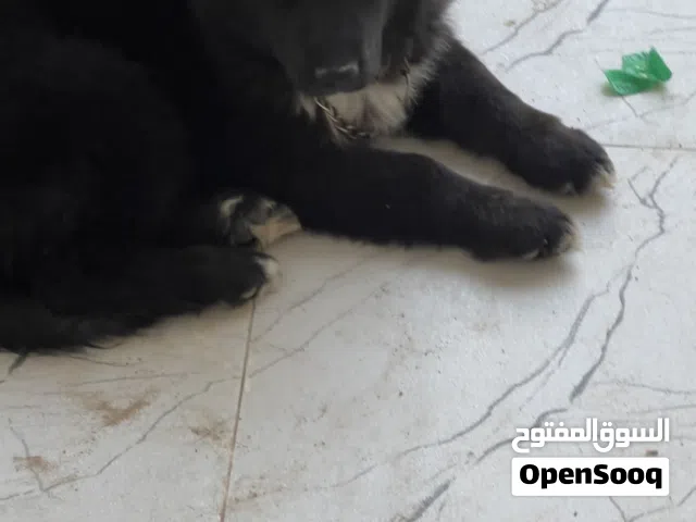 جيرمن شيبرد بلاك
